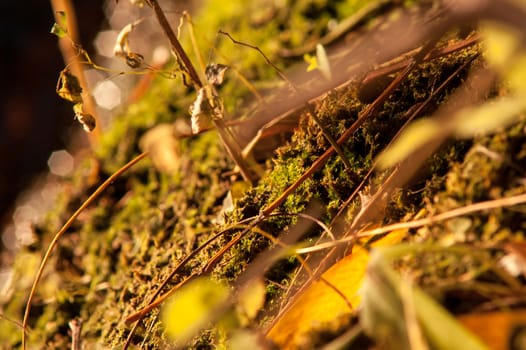 moss growing near the water spring sunny day