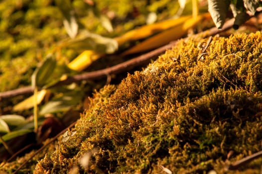 moss growing near the water spring sunny day