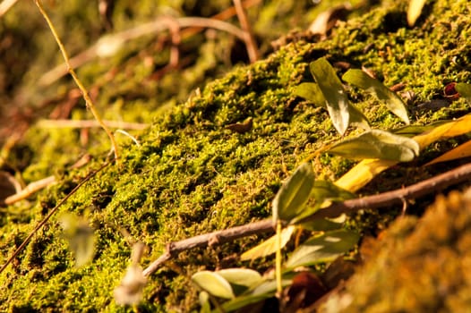 moss growing near the water spring sunny day