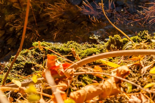 moss growing near the water spring sunny day