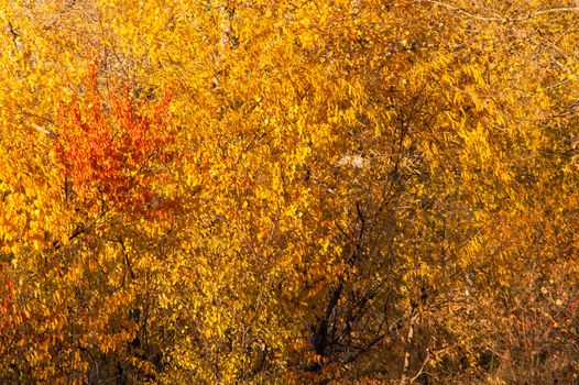 Beautiful golden autumn trees in the forest during the day