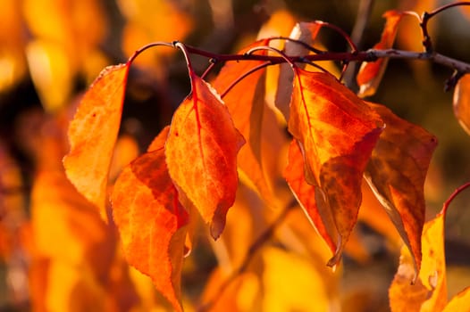 Beautiful golden autumn trees in the forest during the day