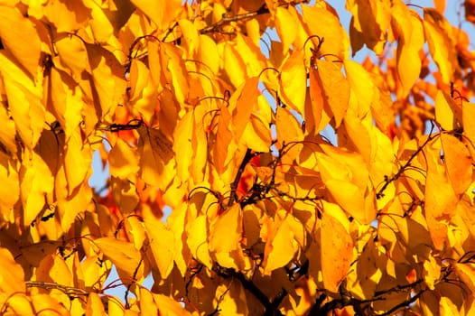 Beautiful golden autumn trees in the forest during the day