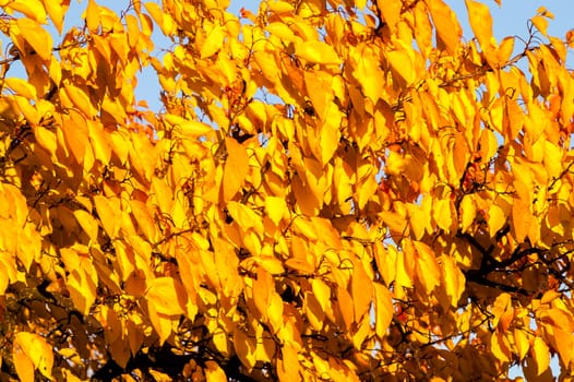 Beautiful golden autumn trees in the forest during the day