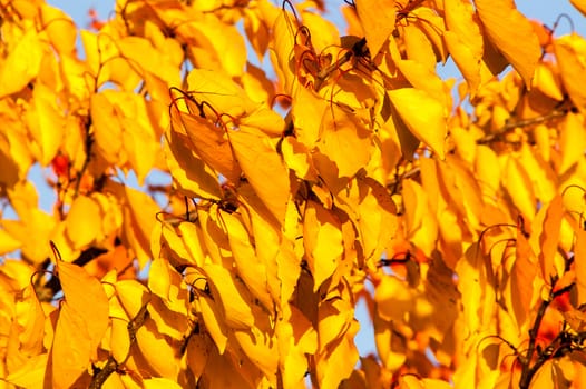 Beautiful golden autumn trees in the forest during the day