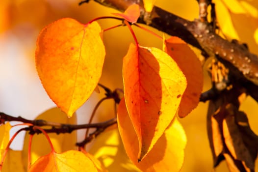 Last minute golden leaves on the trees in autumn