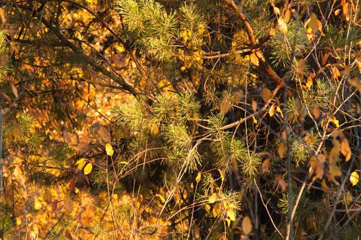 beautiful coniferous forest gold autumn at sunset