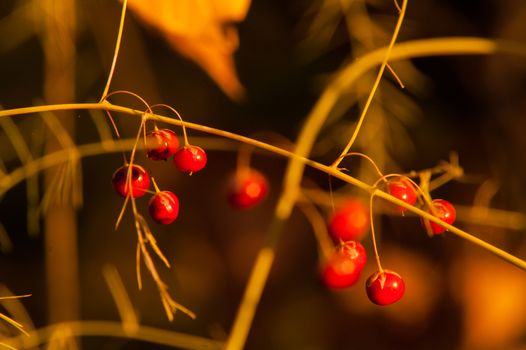 Wild red berries in autumn forest at sunset