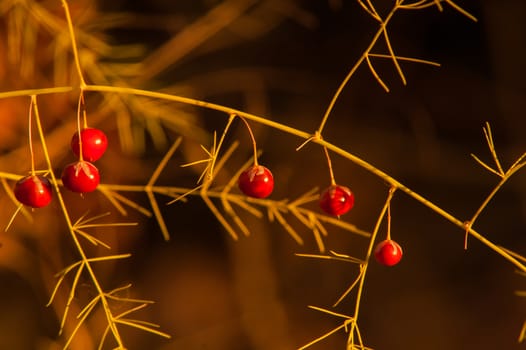 Wild red berries in autumn forest at sunset