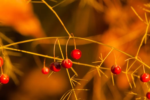 Wild red berries in autumn forest at sunset