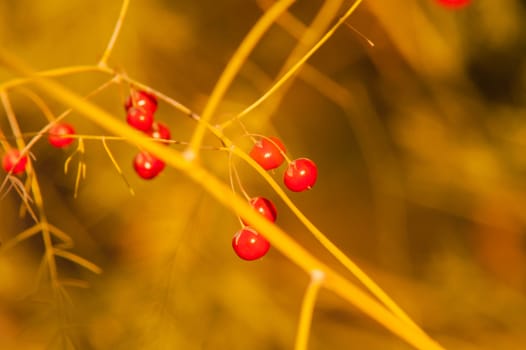 Wild red berries in autumn forest at sunset