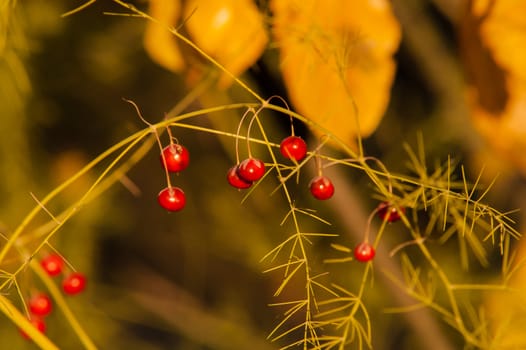 Wild red berries in autumn forest at sunset