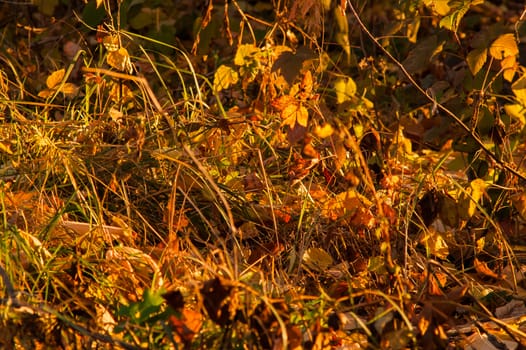 Autumn sunset in the woods on the grass