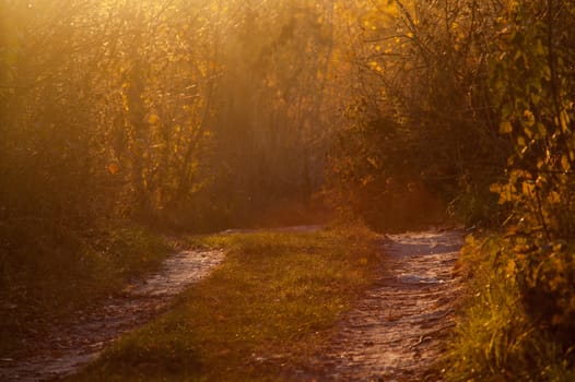 Beautiful golden autumn trees in the forest during the day