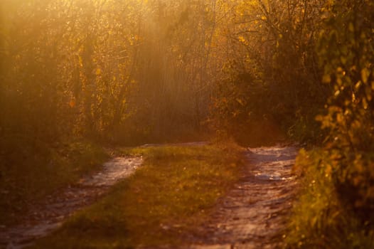 Beautiful golden autumn trees in the forest during the day