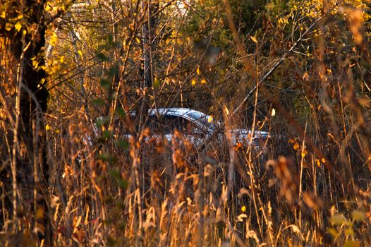 White car in autumn forest at sunset