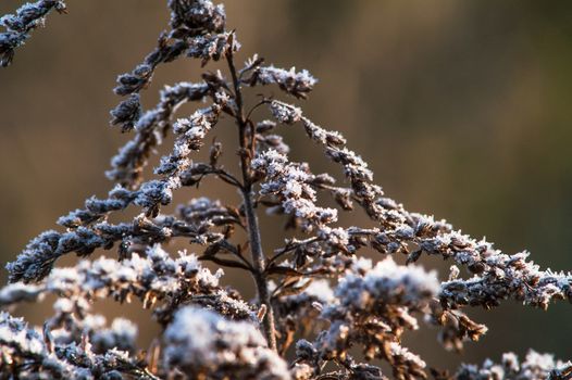 frost dry grass in the sun autumn day