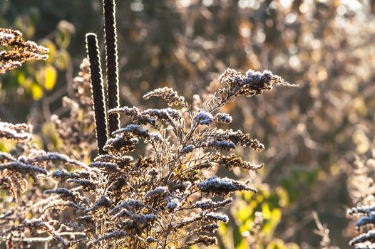 frost dry grass in the sun autumn day