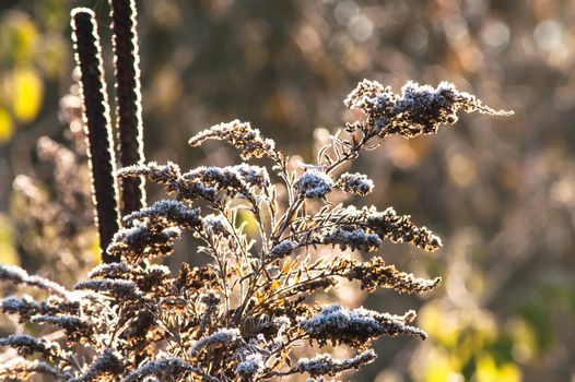 frost dry grass in the sun autumn day