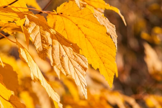 Yellow red leaves on a tree a sunny autumn day