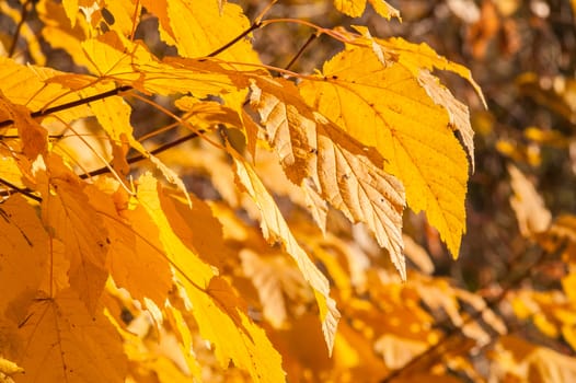 Yellow red leaves on a tree a sunny autumn day