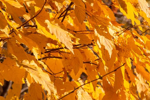 Yellow red leaves on a tree a sunny autumn day