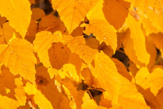 Yellow red leaves on a tree a sunny autumn day