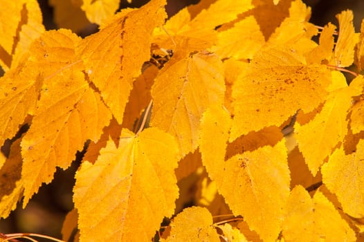 Yellow red leaves on a tree a sunny autumn day