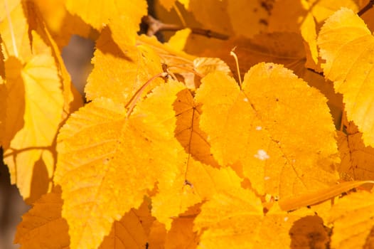 Yellow red leaves on a tree a sunny autumn day