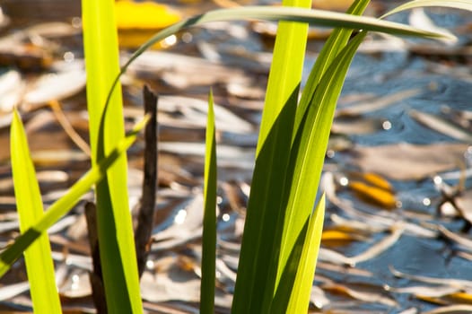 Grass over water on a sunny day in autumn