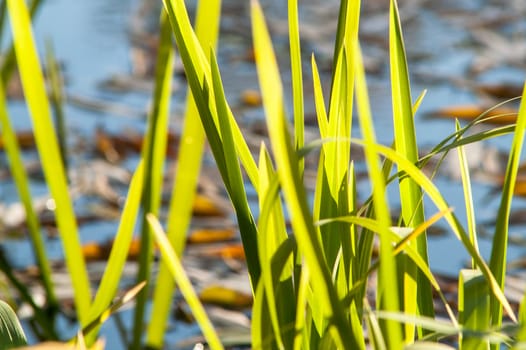 Grass over water on a sunny day in autumn