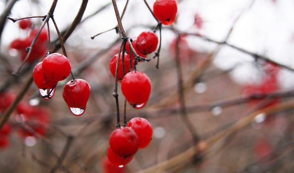 Branch of Ashberry, rowan berry with drops of rain 