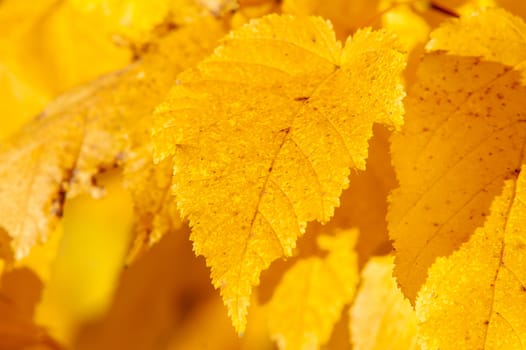 Yellow red leaves on a tree a sunny autumn day