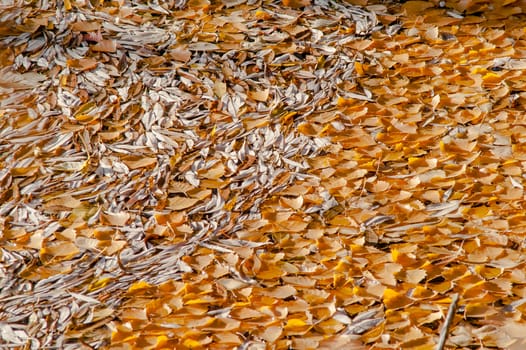 yellow leaves floating on water in autumn