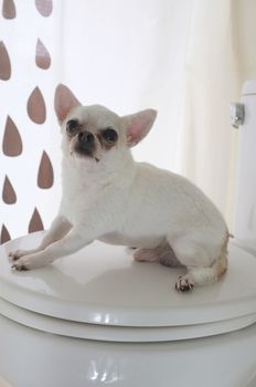 Dog in bath room