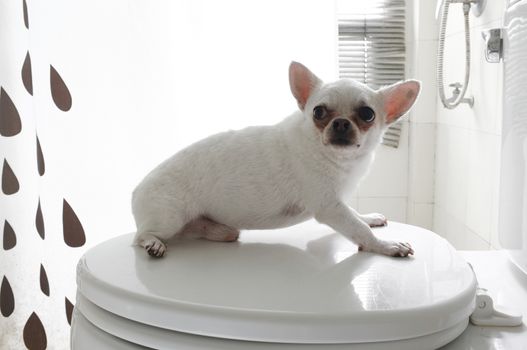 Dog in bath room