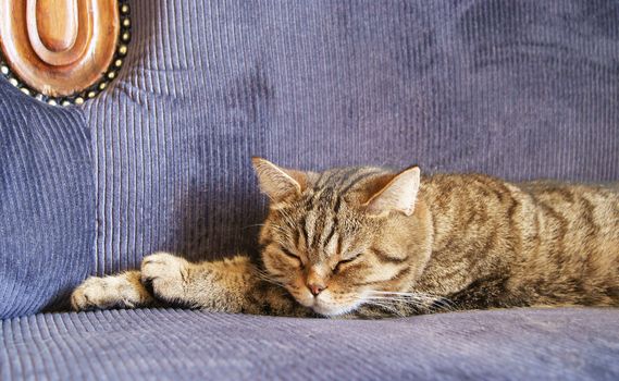 British Shorthair Black Golden Spotted cat sleeping on the sofa