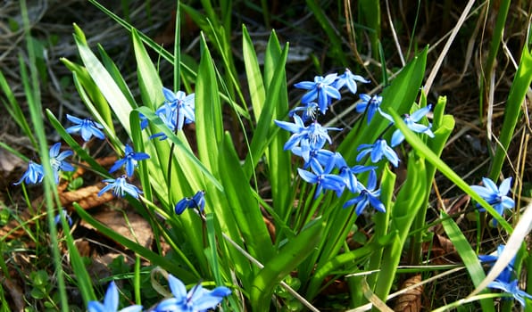 Blue Scilla (Squill) blossom background in early spring 