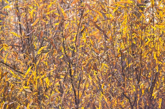 Yellow leaves on the bush in autumn forest at sunset