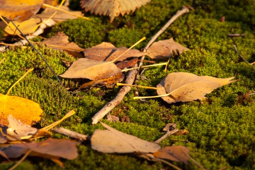 Yellow leaves on the ground and moss in autumn