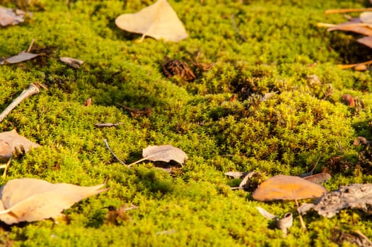 Yellow leaves on the ground and moss in autumn