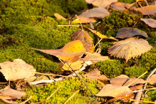 Yellow leaves on the ground and moss in autumn