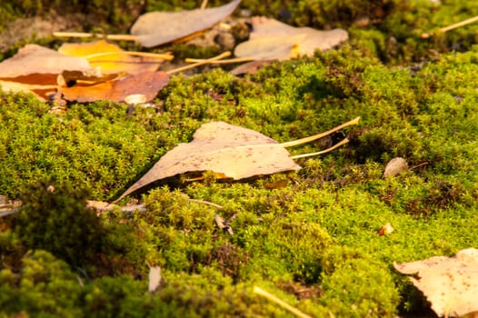 Yellow leaves on the ground and moss in autumn