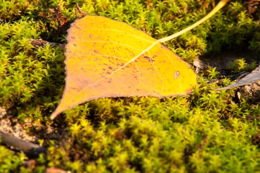 Yellow leaves on the ground and moss in autumn