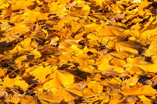 Yellow leaves on the forest floor in autumn at sunset