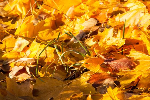 Yellow leaves on the forest floor in autumn at sunset