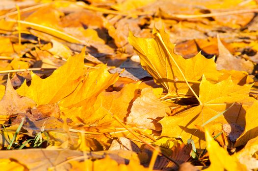 Yellow leaves on the forest floor in autumn at sunset