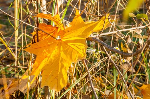 Yellow leaves on the forest floor in autumn at sunset