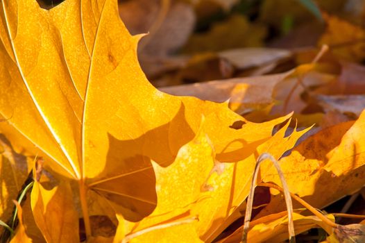 Yellow leaves on the forest floor in autumn at sunset