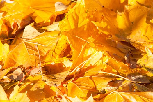 Yellow leaves on the forest floor in autumn at sunset